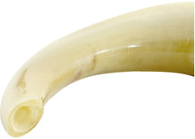 Load image into Gallery viewer, Israel Ram Horn Shofar Trumpet
