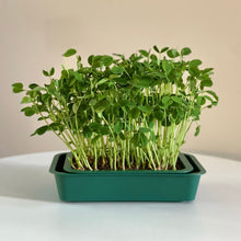 Load image into Gallery viewer, Micro Greens Seeds, Resealable Packs, Organic, Easy to Grow
