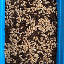 Load image into Gallery viewer, Micro Greens Seeds, Resealable Packs, Organic, Easy to Grow
