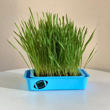 Load image into Gallery viewer, Micro Greens Seeds, Resealable Packs, Organic, Easy to Grow
