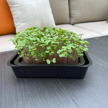 Load image into Gallery viewer, Micro Greens Seeds, Resealable Packs, Organic, Easy to Grow
