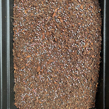 Load image into Gallery viewer, Micro Greens Seeds, Resealable Packs, Organic, Easy to Grow
