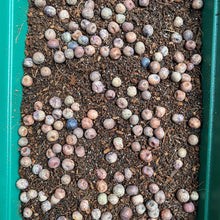 Load image into Gallery viewer, Micro Greens Seeds, Resealable Packs, Organic, Easy to Grow
